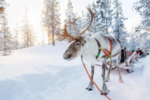 Авиатур в Лапландию к Санта Клаусу