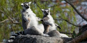 Madagaskaras ziemeļi
